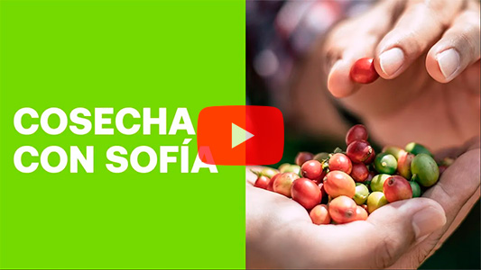 Cosecha con Sofía